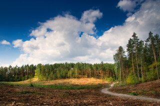 professional land clearing, concept image.